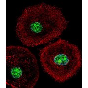 HNRPAB Antibody