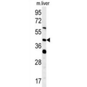 Mitochondrial dynamics protein MIEF1 (MIEF1) Antibody