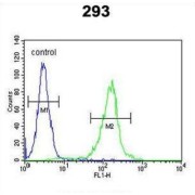 Steap Family Member 2 (STEA2) Antibody