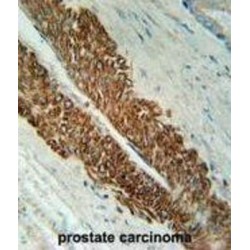 Steap Family Member 2 (STEA2) Antibody