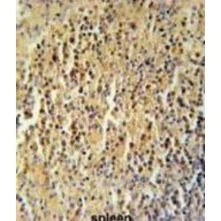 CC106 Antibody