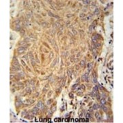 Prenylcysteine Oxidase-Like (PCYXL) Antibody