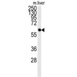 Prenylcysteine Oxidase-Like (PCYXL) Antibody