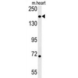 DIS3-Like Exonuclease 1 (DI3L1) Antibody