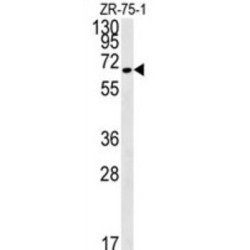 NEDD4 Binding Protein 3 (N4BP3) Antibody