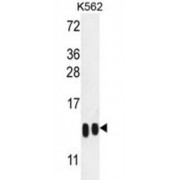 H4-K20 Antibody