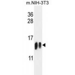 H4-K20 Antibody