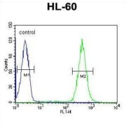 Apolipoprotein B mRNA Editing Enzyme Catalytic Subunit 2 (APOBEC2) Antibody