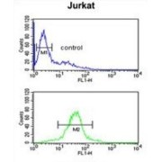 RSPO4 Antibody