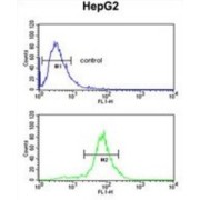 Lactate Dehydrogenase D (LDHD) Antibody