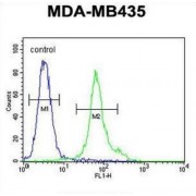Transmembrane Protein 111 (TM111) Antibody