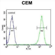 Reticulocalbin 3 (RCN3) Antibody