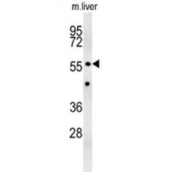 Z385B Antibody