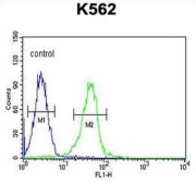 Potassium Voltage-Gated Channel Subfamily J Member 6 (KCNJ6) Antibody