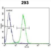 Claudin 12 (CLDN12) Antibody