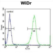 DIRAS Family GTPase 3 (DIRAS3) Antibody