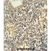 Transmembrane And Ubiquitin-Like Domain-Containing Protein 1 (TMUB1) Antibody