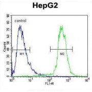 Probable Cation-Transporting ATPase 13A3 (ATP13A3) Antibody