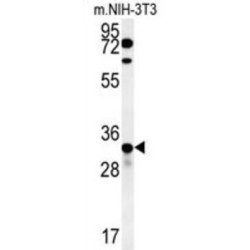 Potassium Channel Tetramerization Domain Containing 15 (KCTD15) Antibody