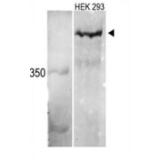 Western blot analysis of MLL3 Antibody in HEK 293 cell line lysates. MLL3 (arrow) was detected using the purified antibody.