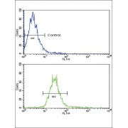 Neuregulin 1 (NRG1) Antibody