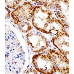 DNA Damage Inducible Transcript 4 (DDIT4) Antibody