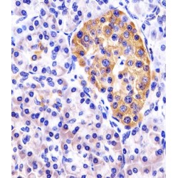 DNA Damage Inducible Transcript 4 (DDIT4) Antibody