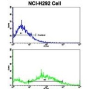 G1/S-Specific Cyclin-E1 (CCNE1) Antibody