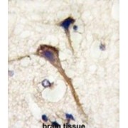 Internexin Neuronal Intermediate Filament Protein Alpha (INA) Antibody