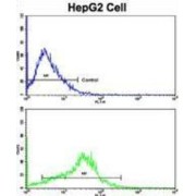 Beta-Amyloid Precursor Protein (APP) Antibody