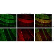 Mouse Pcp2 Antibody