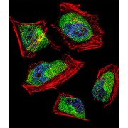 CCR4-NOT Transcription Complex Subunit 8 (CNOT8) Antibody