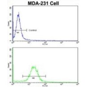 Emerin (EMD) Antibody