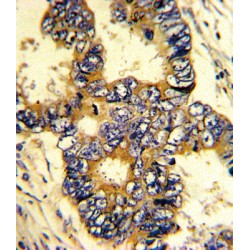 Epsin 3 (EPN3) Antibody