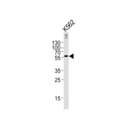 Epsin 3 (EPN3) Antibody