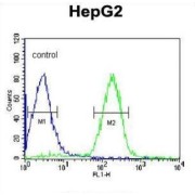 Alpha-1-Acid Glycoprotein 1 (ORM1) Antibody