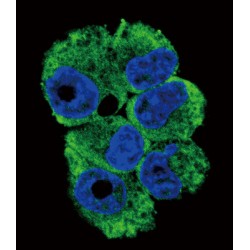 TNF-Related Activation Protein (TRAP) Antibody