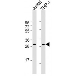TNF-Related Activation Protein (TRAP) Antibody