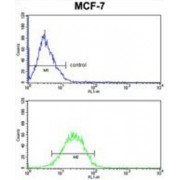 Alpha-S1-Casein (CSN1S1) Antibody