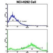 Osteopontin (SPP1) Antibody