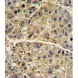 Collagen Type VI Alpha 1 (COL6A1) Antibody