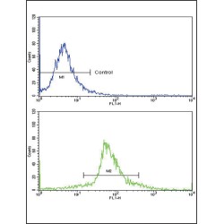 Krueppel-Like Factor 6 (KLF6) Antibody