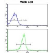 Krueppel-Like Factor 6 (KLF6) Antibody