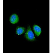 Asporin (ASPN) Antibody