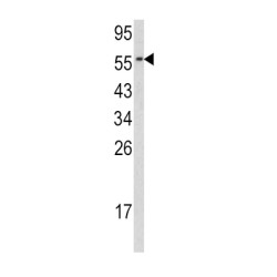 Cell Division Cycle Protein 23 (CDC23) Antibody