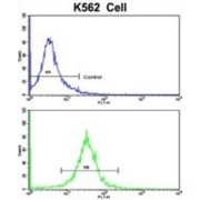 Complement Factor H-Related Protein 1 (CFHL1) Antibody