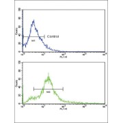 Cluster of Differentiation 81 (CD81) Antibody