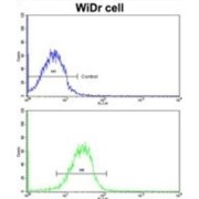 Clusterin Associated Protein 1 (CLUAP1) Antibody