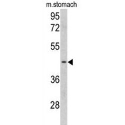 Clusterin Associated Protein 1 (CLUAP1) Antibody