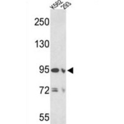 Elastin Microfibril Interfacer 1 (EMILIN1) Antibody